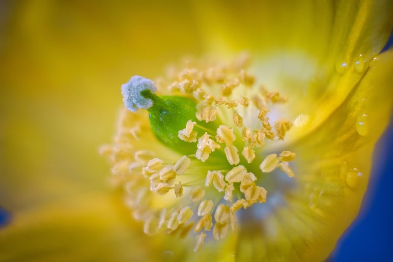 Wildflower Meadow