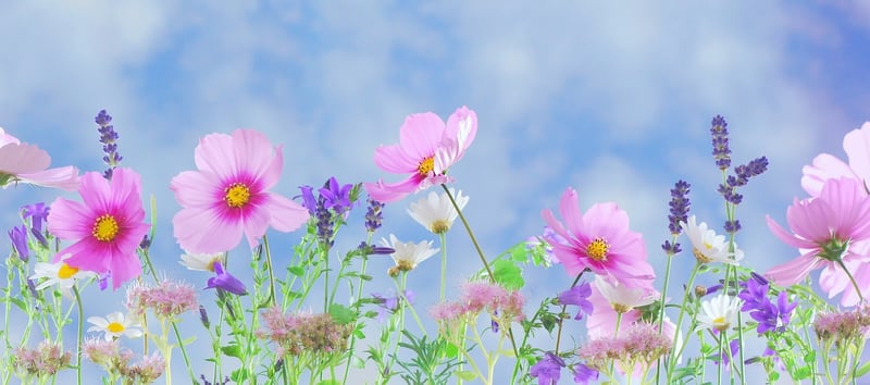 Enchanted garden with fairy